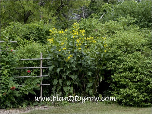 Cup Plant (Silphium perfoliatum
This is 2 plants in the back corner of my lot near a moist area. They have been in this spot for 3 years.